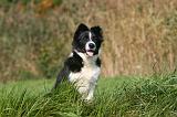 BORDER COLLIE 1370